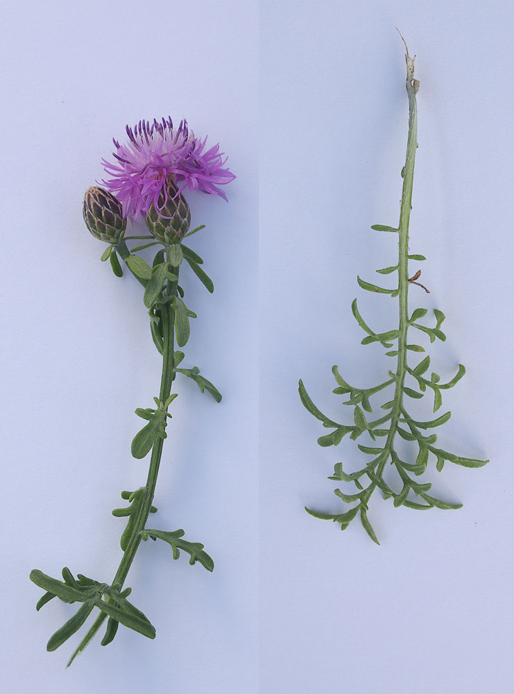 Centaurea aplolepa  / Fiordaliso tirreno